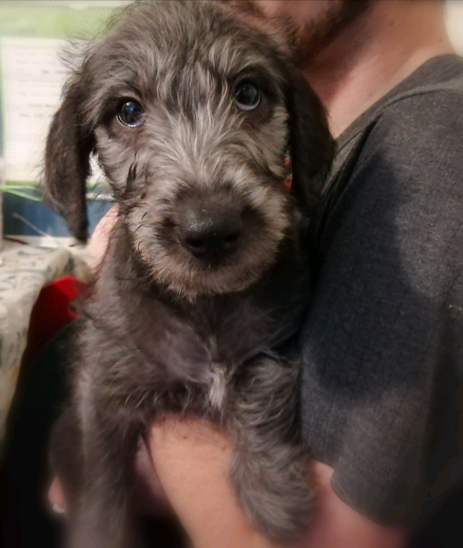 bedlington whippet cross puppies for sale
